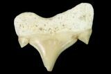 Pathological Shark (Otodus) Tooth - Morocco #108257-1